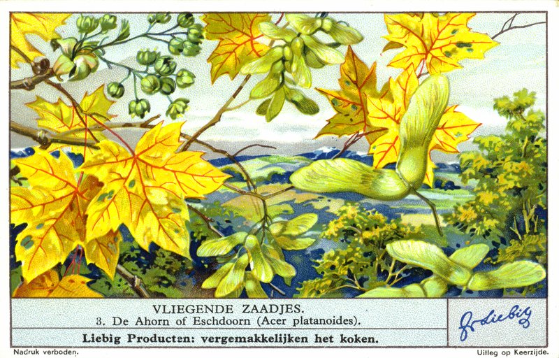 Norveç akçaağacı (Acer platanoides) (chromolitho) by European School