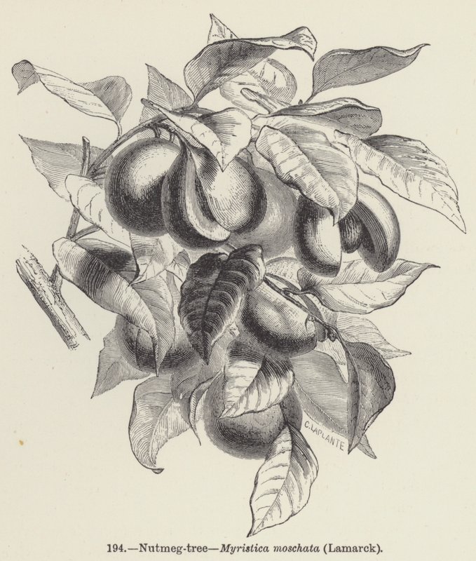 Küçük hindistan cevizi ağacı, Myristica moschata, Lamarck (gravür) by European School