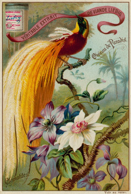 Cennet Kuşu ve Clematis by European School