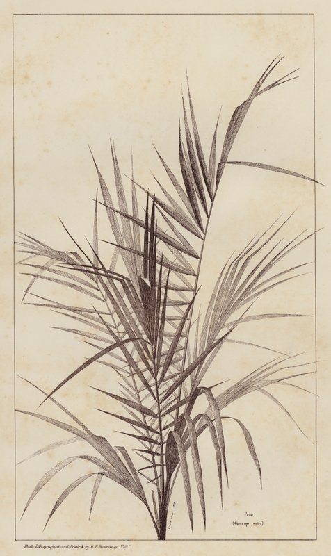 Palmiye, Chamaerops Exelsa (taş) by European School