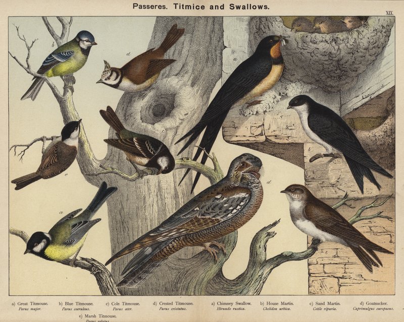 Yoldan geçenler, Titmice ve Kırlangıçlar (renkli taş) by European School