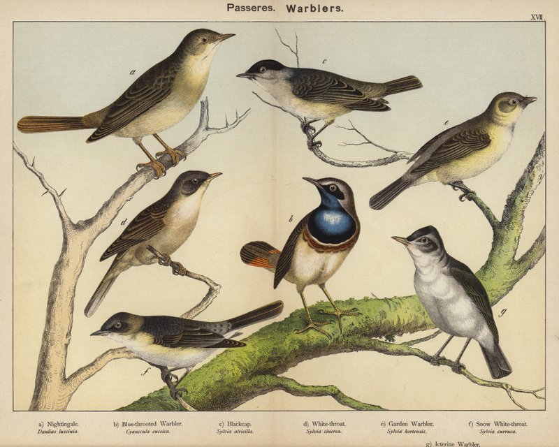 Yoldan geçenler, Warblers by European School