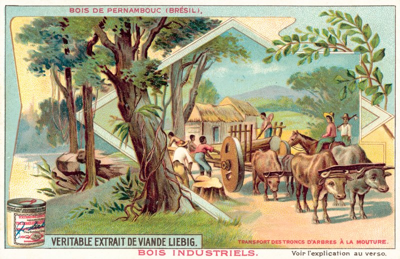 Pernambuco ağacı (chromolitho) by European School