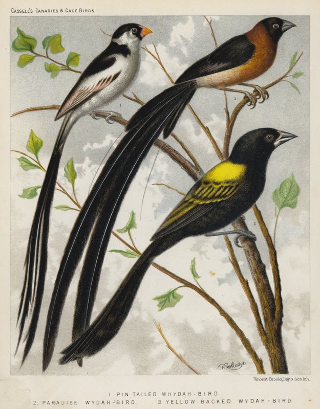 İğne Kuyruklu Whydah-Bird, Paradise Whydah-Bird, Sarı Sırtlı Whydah-Bird (renkli lito) by European School