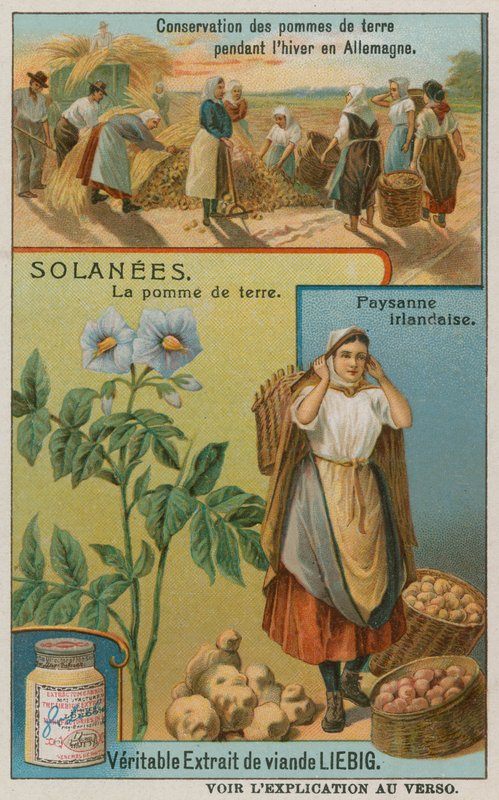 Patates by European School