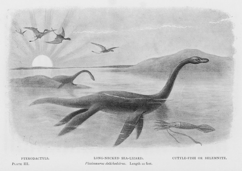 Pterodaktiller, Uzun Boyunlu Deniz Kertenkelesi, Plesiosaurus dolichodeirus, Uzunluk 22 fit, Mürekkep Balığı veya Belemnit (lito) by European School