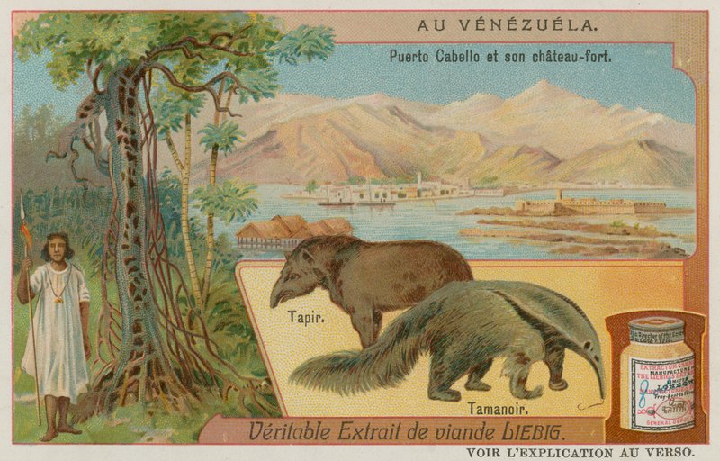 Puerto Cabello ve Tapir ve Karıncayiyen ile Kalesi by European School