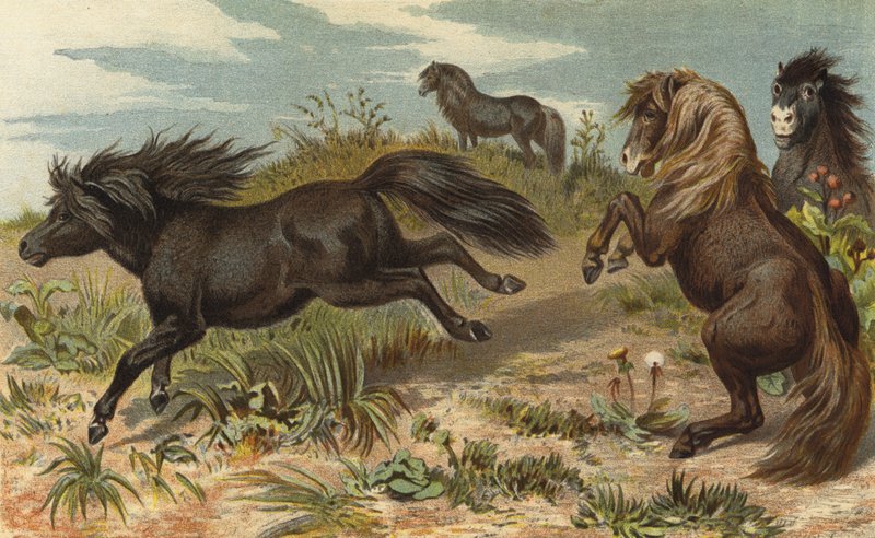 Shetland-Pony by European School
