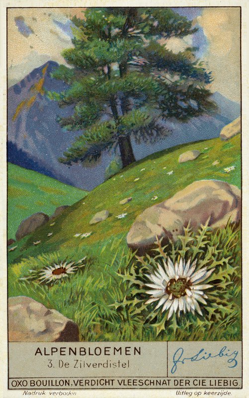 Gümüş devedikeni (chromolitho) by European School