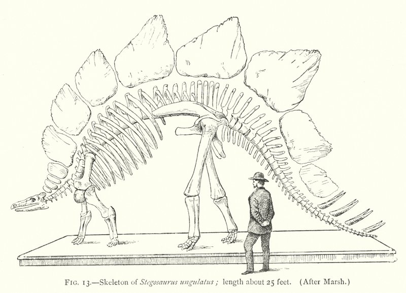 Stegosaurus ungulatus (lito) iskeleti by European School