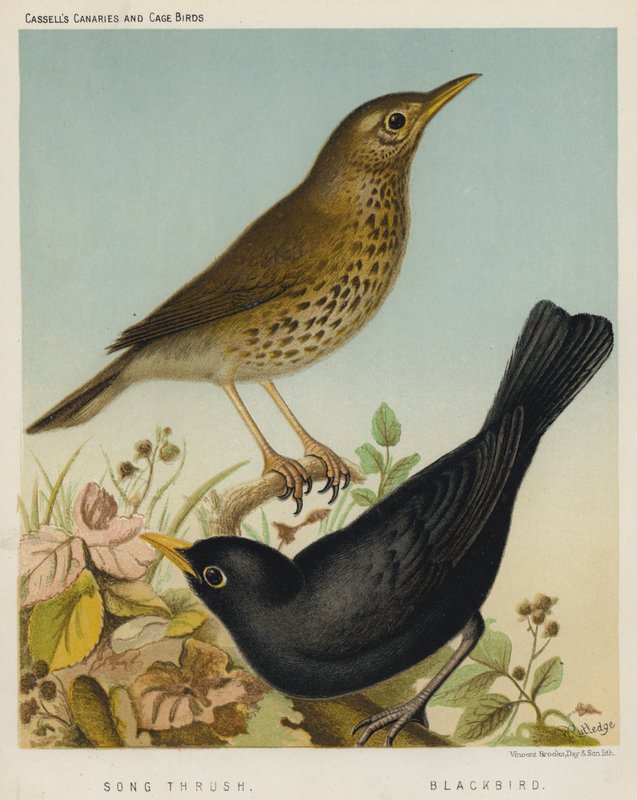 Song Thrush, Blackbird (renkli taş) by European School