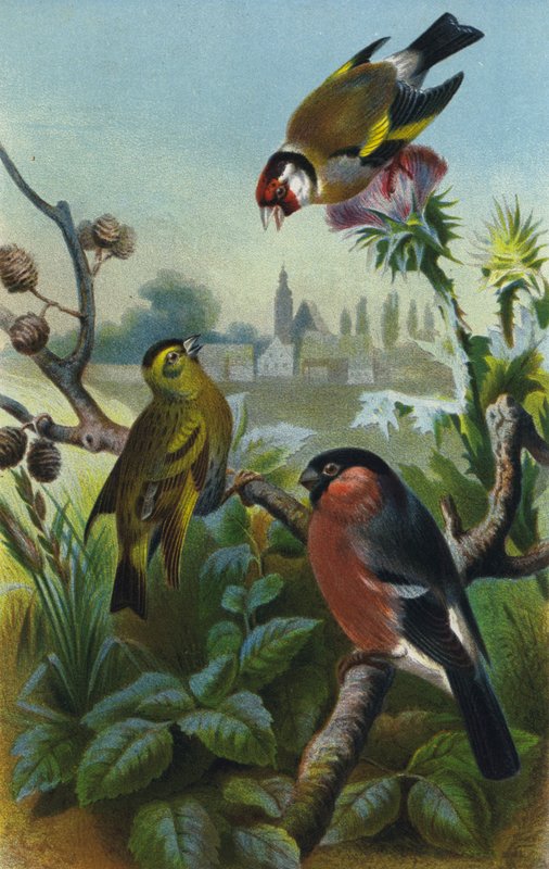 Saka kuşu, şakrak kuşu ve şakrak kuşu by European School