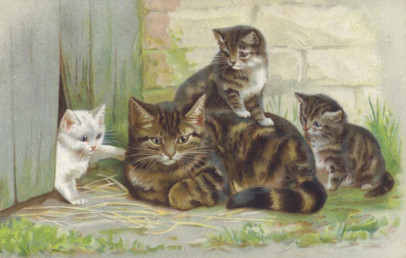 Üç yavrusu olan tekir kedi (chromolitho) by European School