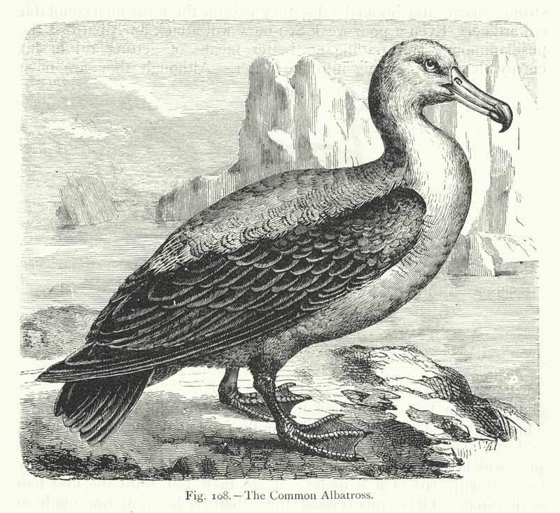 Ortak Albatros (gravür) by European School