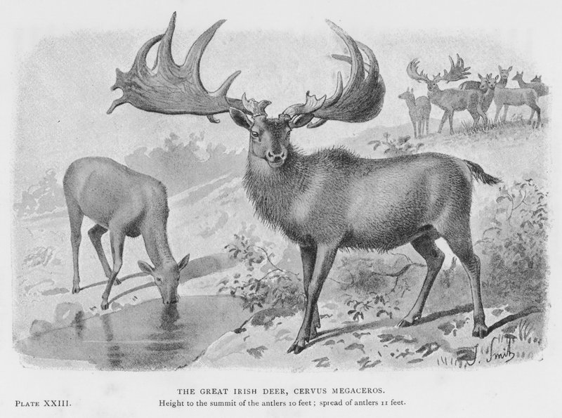 Büyük İrlanda Geyiği, Cervus Megaceros (taş) by European School