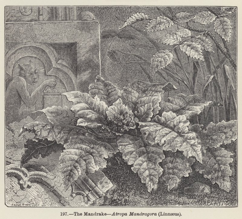 Adamotu, Atropa Mandragora, Linnaeus (gravür) by European School