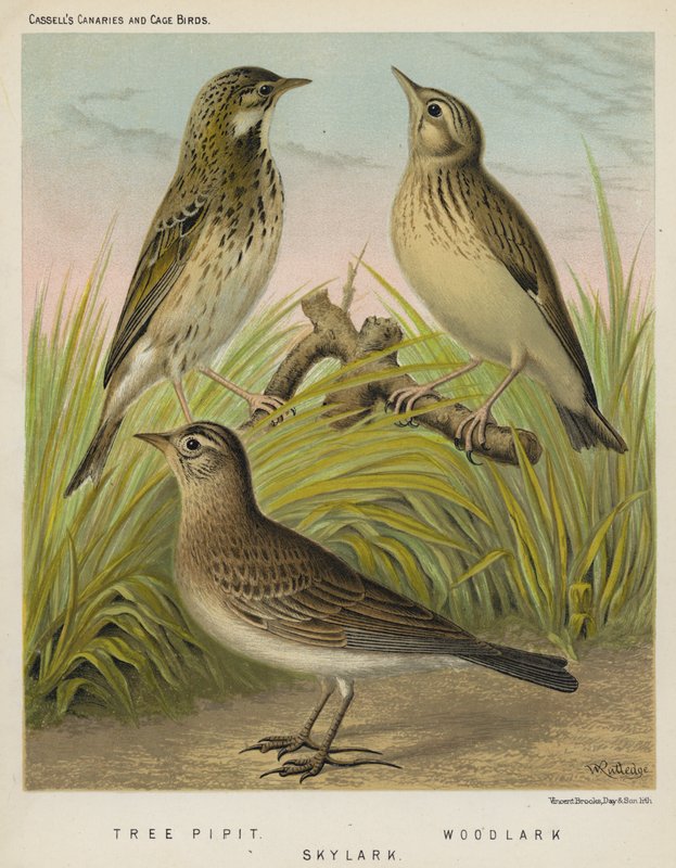 Ağaç İnciri, Woodlark, Skylark (renkli lito) by European School
