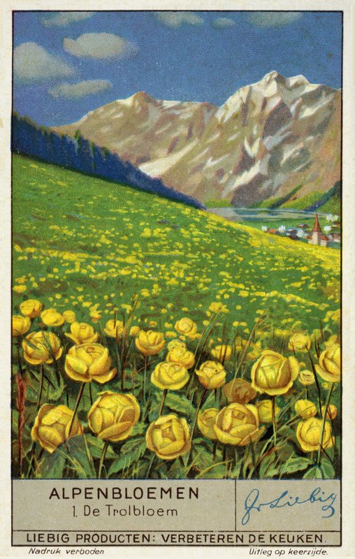Trollius (küre çiçeği) (chromolitho) by European School