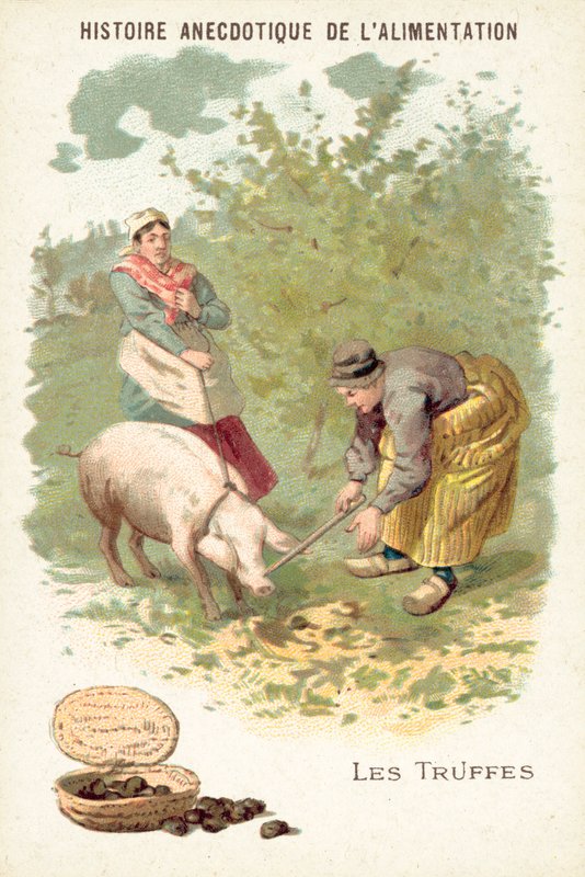 Trüf mantarı (chromolitho) by European School