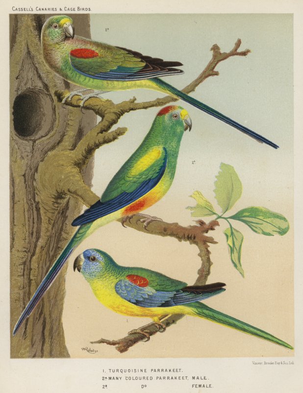 Turkuaz Muhabbet Kuşu, Çok Renkli Muhabbet Kuşu, Erkek, Dişi (renkli litho) by European School