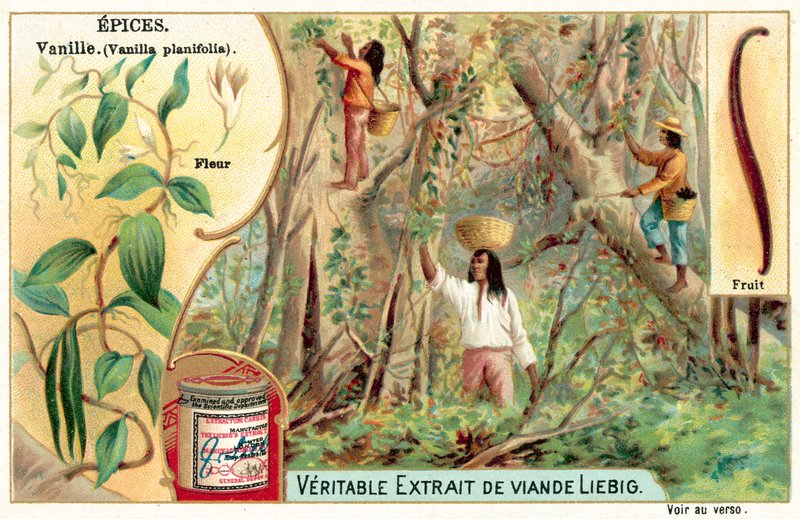 Vanilya (kromolito) by European School