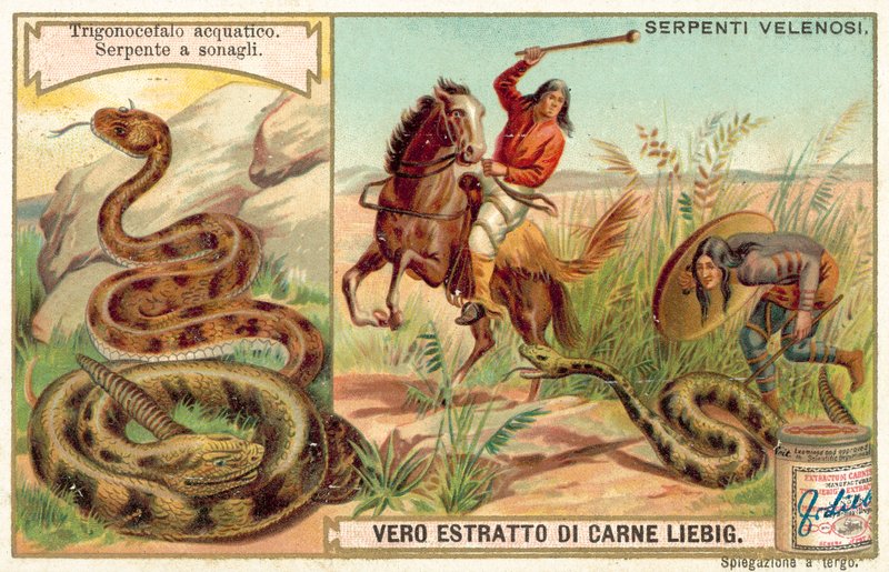 Su mokasen ve çıngıraklı yılan (chromolitho) by European School