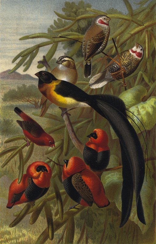 Webervogel by European School