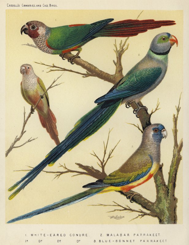 Beyaz Kulaklı Conure, Malabar Parakeet, Mavi-Bonnet Parakeet by European School
