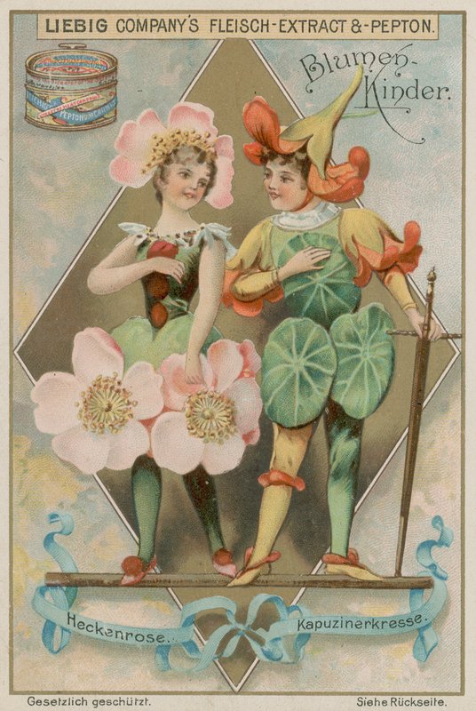 Yaban gülü ve Nasturtium by European School
