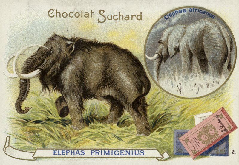 Yünlü mamut ve Afrika fili by European School