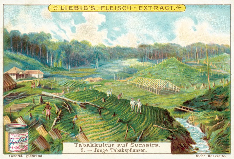 Genç tütün bitkileri (chromolitho) by European School