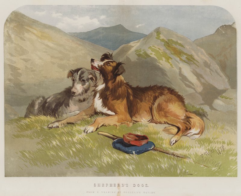 Çoban Köpekleri by F. Tayler