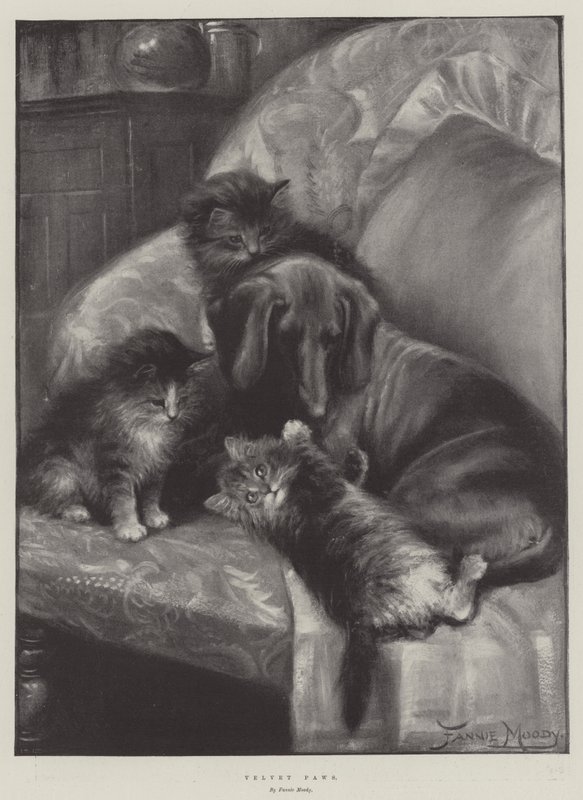Kadife Paws by Fannie Moody