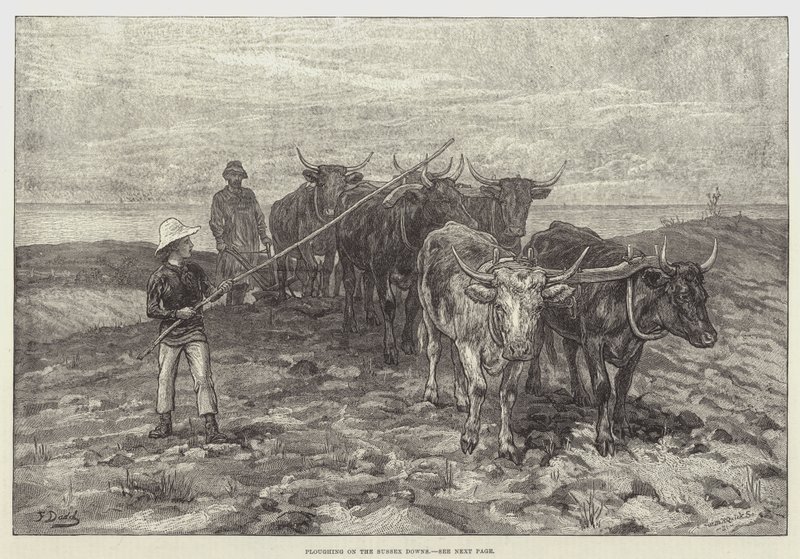 Sussex Downs üzerinde çiftçilik by Frank Dadd
