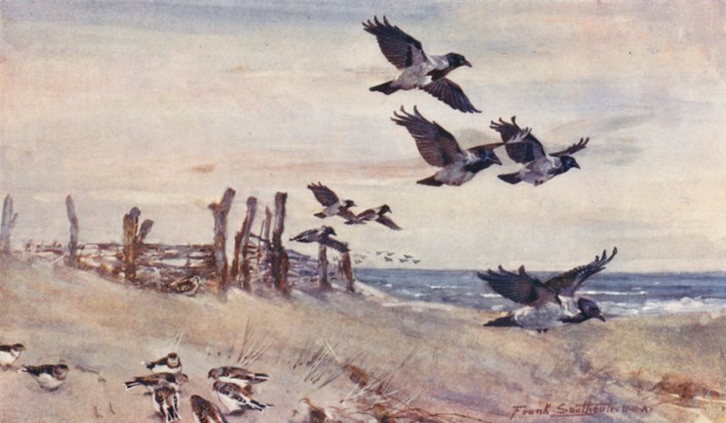  by Frank Southgate