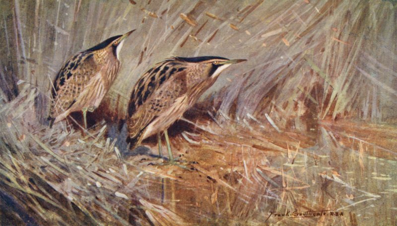 by Frank Southgate
