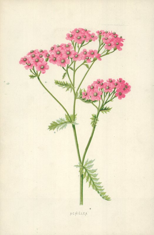 Achillea by Frederick Edward Hulme