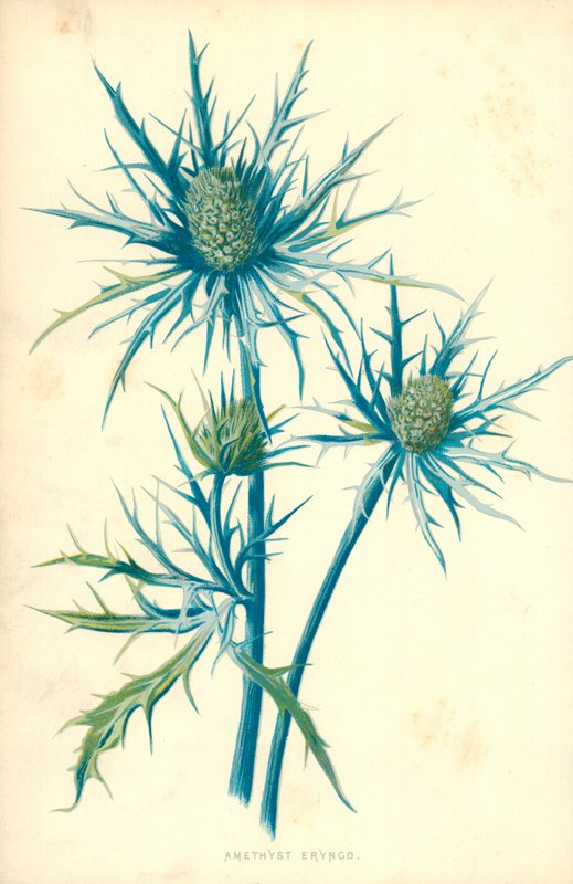 Ametist Eryngo by Frederick Edward Hulme