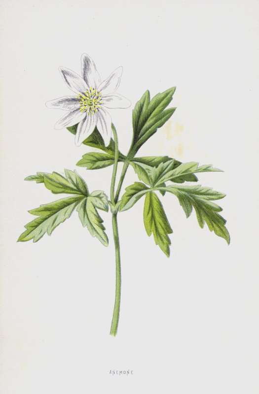 Anemon (kromolito) by Frederick Edward Hulme