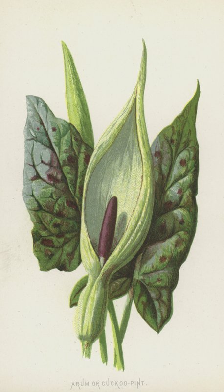 Arum veya Cuckoo-Pint (chromolitho) by Frederick Edward Hulme
