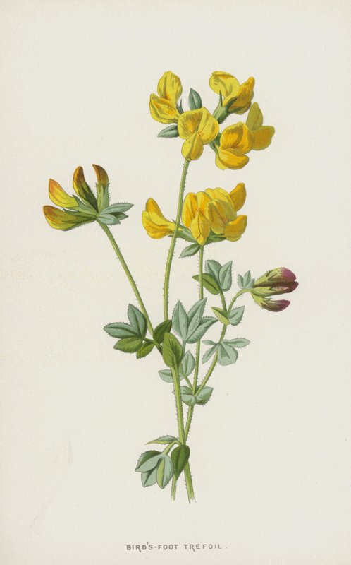 Kuşlar-Ayak Trefoil (chromolitho) by Frederick Edward Hulme