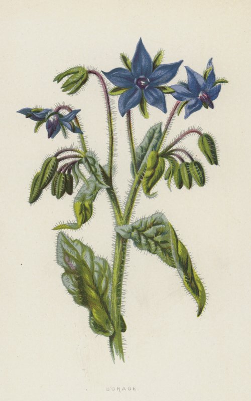 Hodan (kromolito) by Frederick Edward Hulme