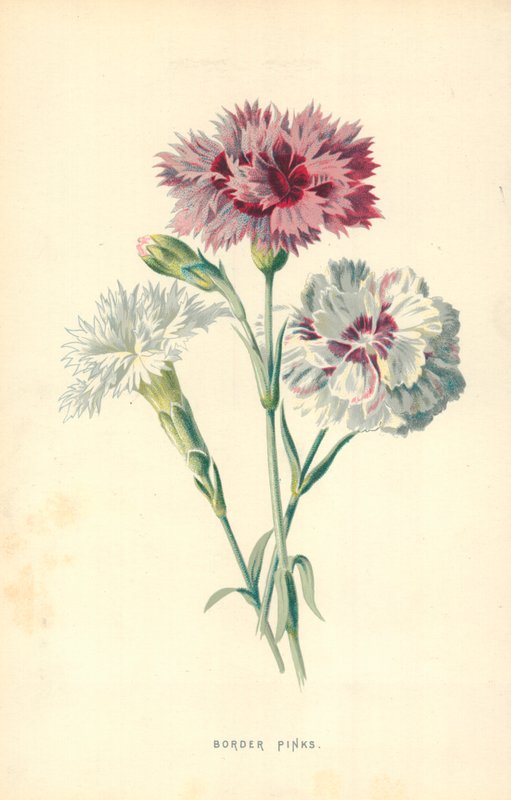 bordür pembeleri by Frederick Edward Hulme