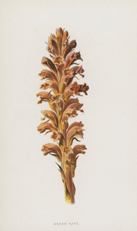 Süpürge Tecavüz (chromolitho) by Frederick Edward Hulme