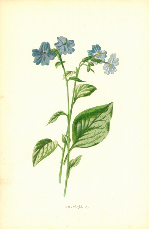 brovalya by Frederick Edward Hulme