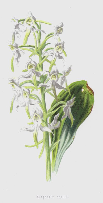 Kelebek Orkide (chromolitho) by Frederick Edward Hulme