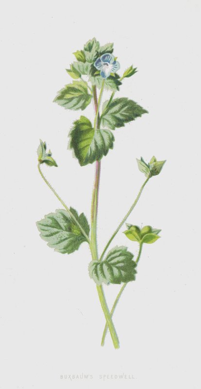 Buxbaums Speedwell (kromolitho) by Frederick Edward Hulme