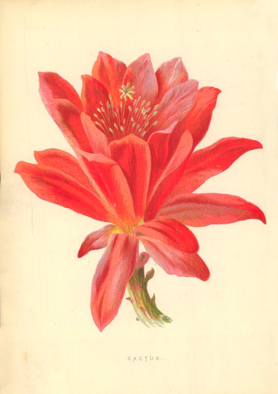 Kaktüs by Frederick Edward Hulme