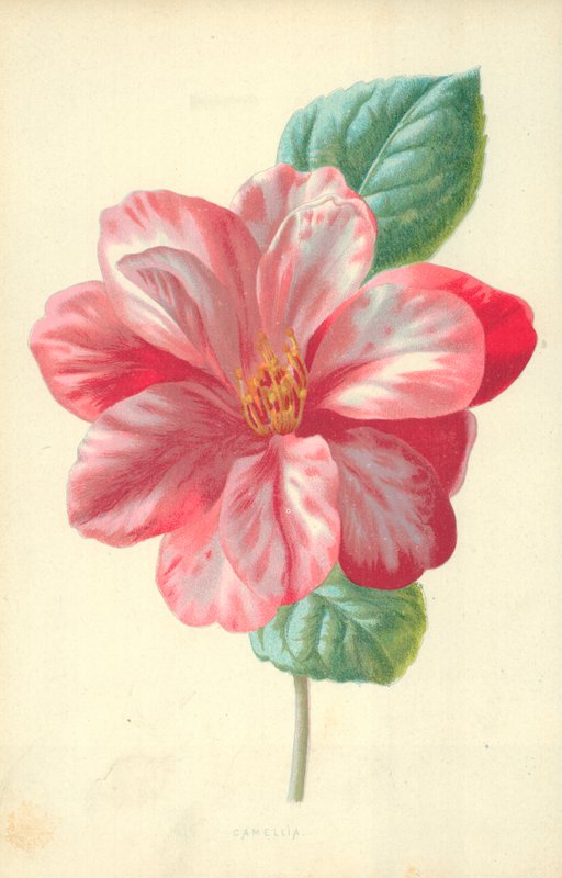 Kamelya by Frederick Edward Hulme