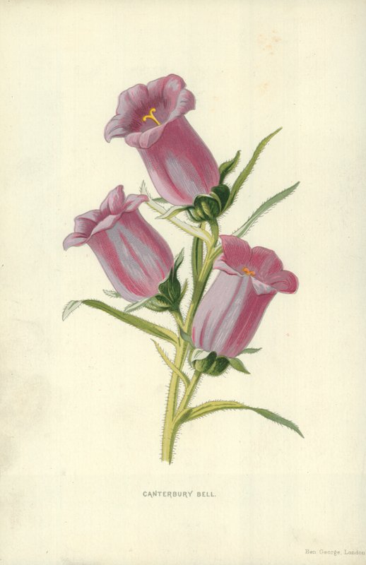 Canterbury Çanı by Frederick Edward Hulme